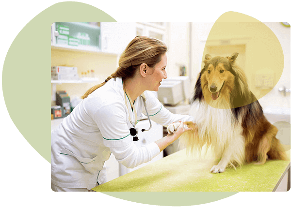 Animal Care Software for Livestock Management & Pet Care