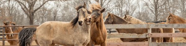 Horse Record Keeping Software