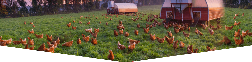 Poultry Farm Maintenance Management Software CMMS
