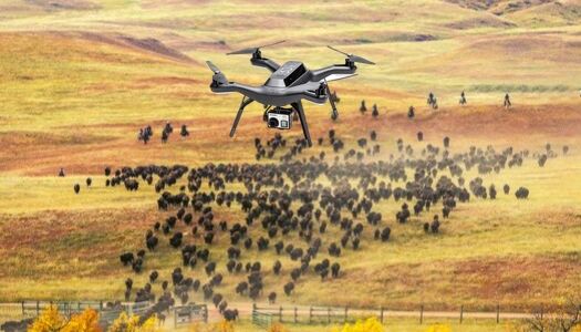 Drones for Livestock Management