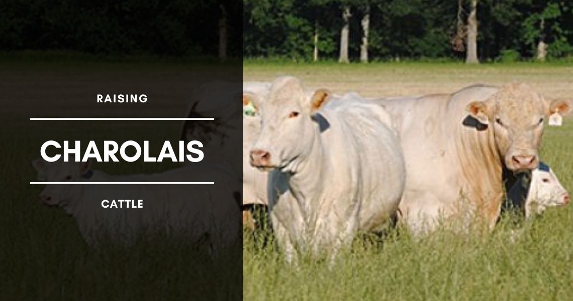 Raising Charolais Beef Cattle