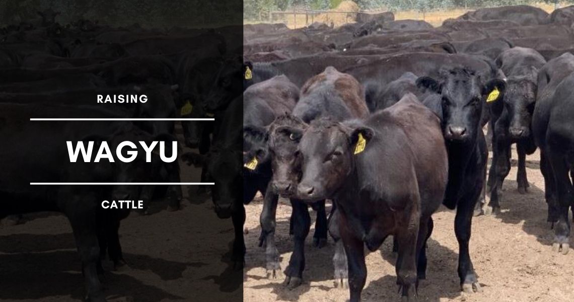 Raising Wagyu Beef Cattle