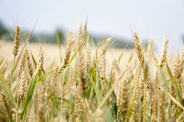 crop management software
