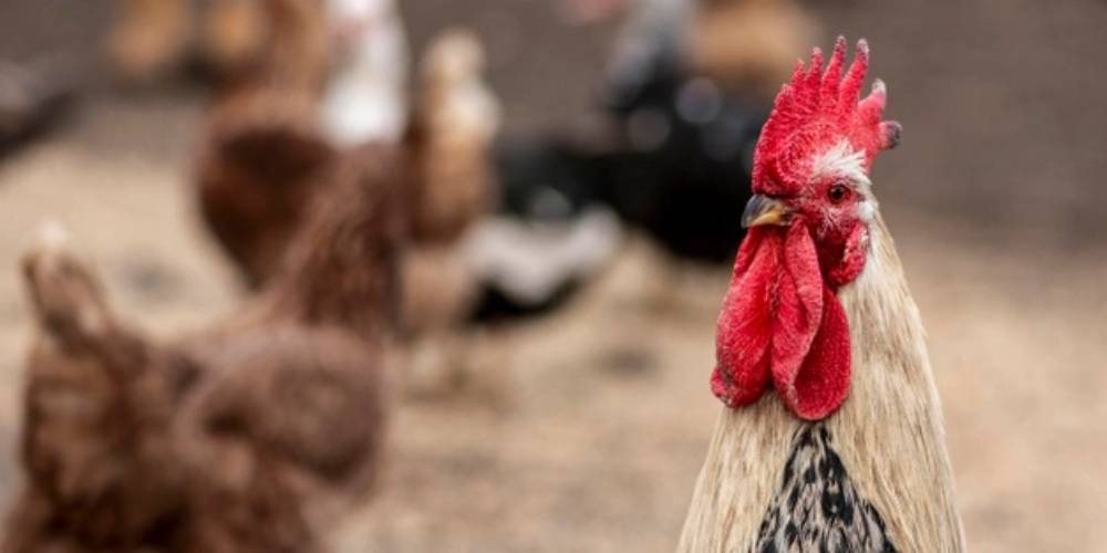 Poultry Layer Farm Management